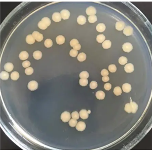 发酵纤维单胞菌,Actinotalea Fermentans