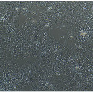 人脑髓母细胞瘤细胞D341Med，ATCC来源