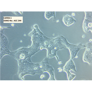 人SV40转染成骨细胞HFOB1.19,HFOB119