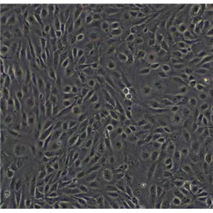 人肺微血管内皮细胞HULEC5A，ATCC来源