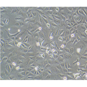 人脑胶质瘤细胞HS683，ATCC来源