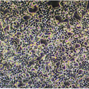人乳腺癌細胞（三陰性）HS578T，ATCC來源