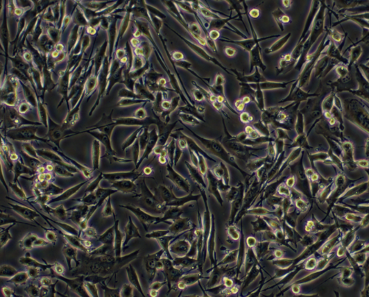 人乳腺上皮细胞MCF10A,MCF10A