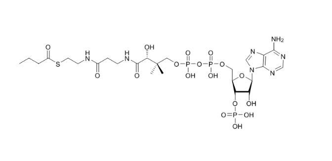 丁酰輔酶A（鈉鹽）,BUTYRYL COENZYME A