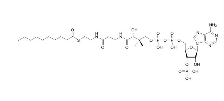 癸酰輔酶A（鈉鹽）,Decanoyl coenzyme A