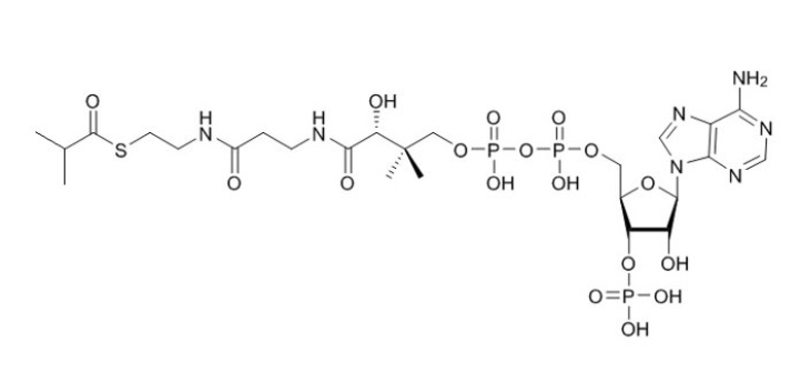 異丁酰輔酶A（鈉鹽）,Isobutyryl Coenzyme A (sodium salt)