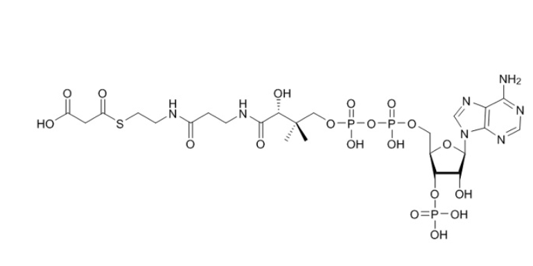 丙二酰輔酶A（鋰鹽）,MALONYL COENZYME A LITHIUM SALT