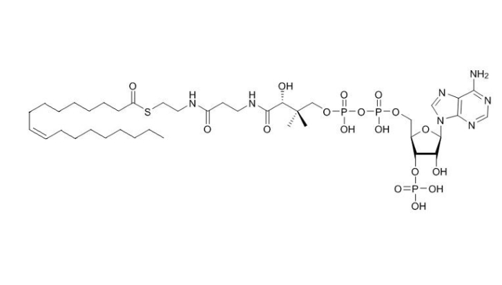 油酰輔酶A（鈉鹽）,Oleoyl coenzyme A