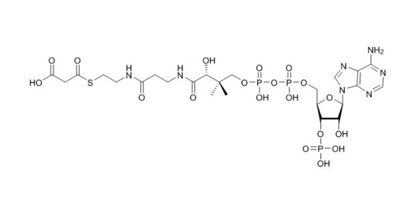 丙二酰辅酶A（钠盐,S-(hydrogen malonyl)coenzyme A