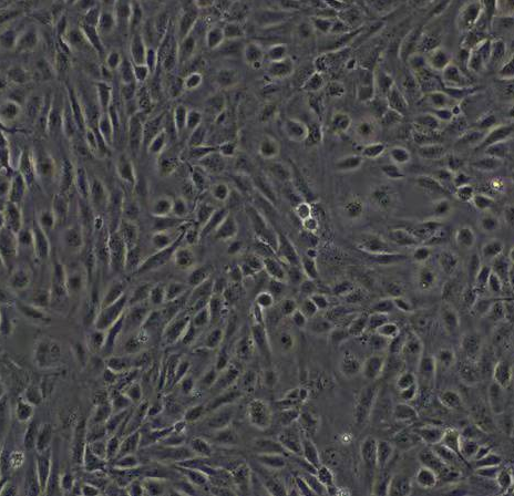 人甲状腺癌细胞（未分化）CAL62,CAL62