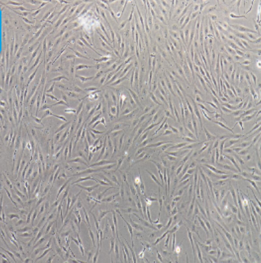 人乳腺癌人乳腺癌细胞（三阴性）HCC1395,HCC1395