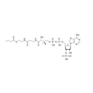 丁酰輔酶A（鈉鹽）BUTYRYL COENZYME A 2140-48-9