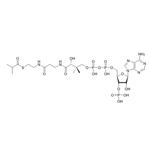 異丁酰輔酶A（鈉鹽）,Isobutyryl Coenzyme A (sodium salt)