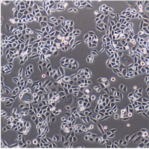 人软骨肉瘤细胞sw1353,sw1353