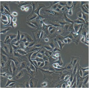 人淋巴母細(xì)胞T2(174xcem.T2),T2(174xcemT2)