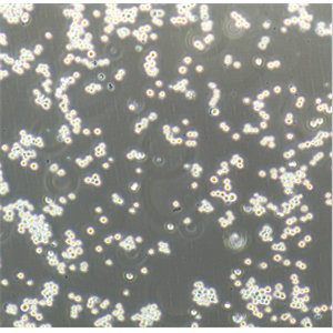 人甲状腺癌细胞FTC133，ATCC来源