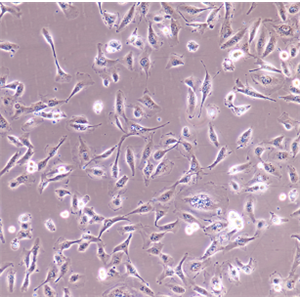 人肺小细胞癌细胞NCIH647，ATCC来源