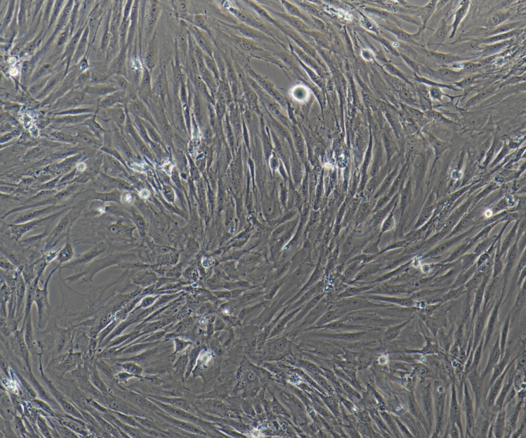 人胰腺癌细胞Hs766T,Hs766T