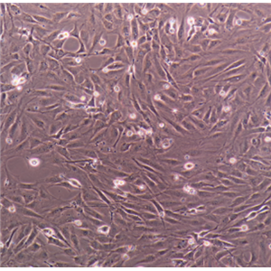 人乳腺癌細胞（三陰性）HCC70,HCC70