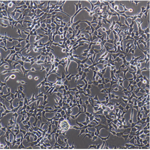 人乳腺癌細胞（三陰性）HCC1187，ATCC來源