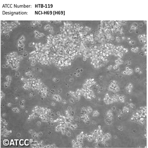 人B细胞淋巴瘤RCK8，ATCC来源