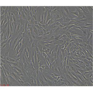 人腹膜間皮細(xì)胞HMrSV5，ATCC來(lái)源