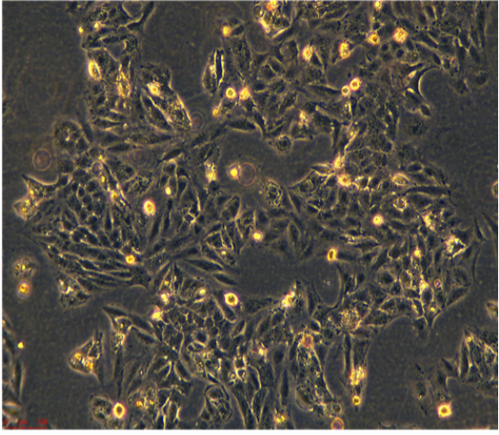 小鼠耳蝸毛細(xì)胞HEIOC1,HEIOC1