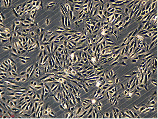 人Burkitts淋巴瘤细胞CA46,CA46