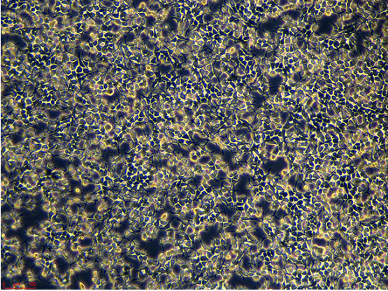 豚鼠胚胎细胞104C1,104C1