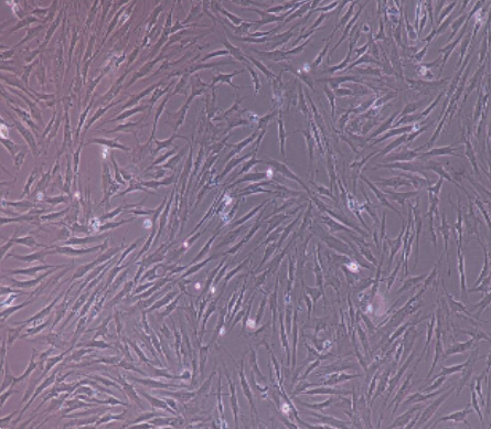 人宫颈癌细胞HeLa229,HeLa229