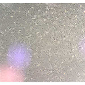 大鼠肝星形細(xì)胞HSCT6,HSCT6