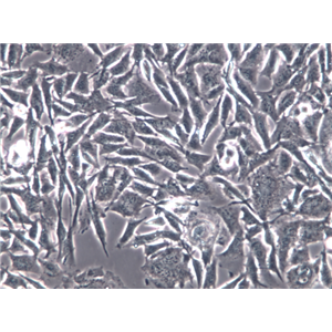 小鼠正常肝细胞NCTCclone1469,NCTCclone1469