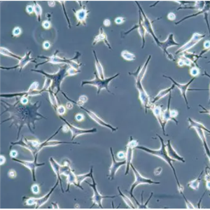 人髓样甲状腺癌细胞,MZ-CRC-1