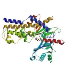 葡萄糖激酶,Glucose kinase