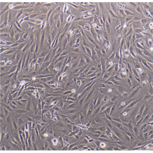 大鼠胚皮肤成纤维细胞RES