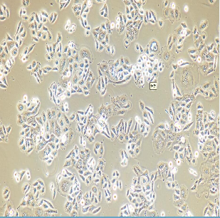 小鼠皮下结缔组织细胞L-cell,Lcell