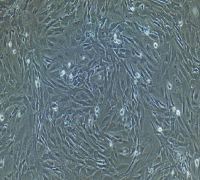 大鼠成骨细胞ROS1728,ROS1728