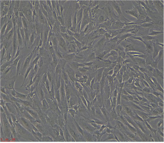 SCL-1人皮肤鳞状细胞癌细胞,SCL1