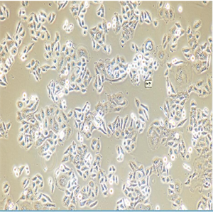 小鼠皮下结缔组织细胞L-cell