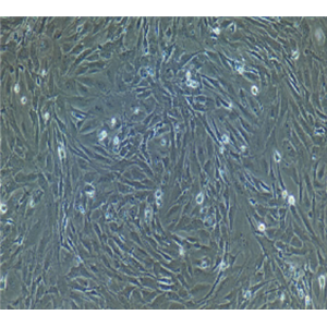 大鼠成骨细胞ROS1728,ROS1728
