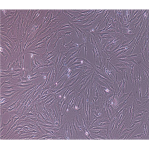 大鼠甲状腺细胞FRTL5，ATCC来源