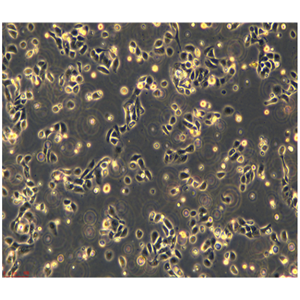 小鼠臍帶間充質(zhì)干細胞MSCs,MSCs