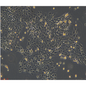 鸡胚成纤维细胞SL29，ATCC细胞