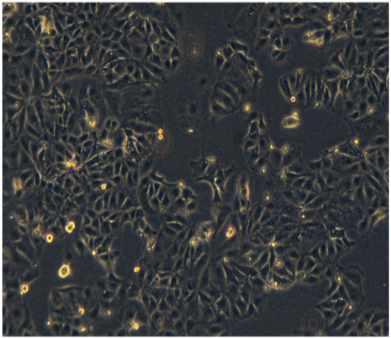 人腎癌細胞SK-RC-42,skrc42