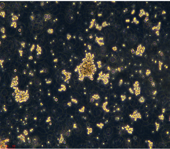 人前列腺癌細(xì)胞C4-2ENZR,c42enzr