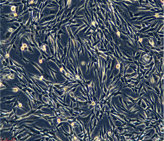 小鼠乳腺上皮细胞HC11,HC11MammaryEpithelium