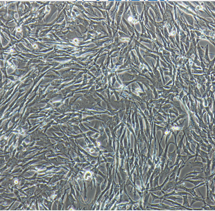 人結(jié)直腸癌紫杉醇耐藥株HCT15/Taxol/LUC(帶熒光素酶),HCT15Taxol/LUC