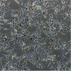 小鼠骨髓淋巴母細(xì)胞32Dclone3/LUC(帶熒光素酶)