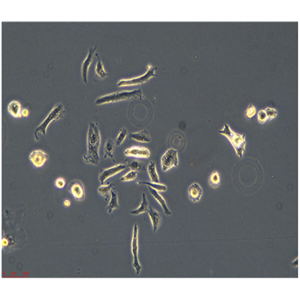 小鼠肝癌细胞Hepa1c1c7STR/LUC(带荧光素酶)