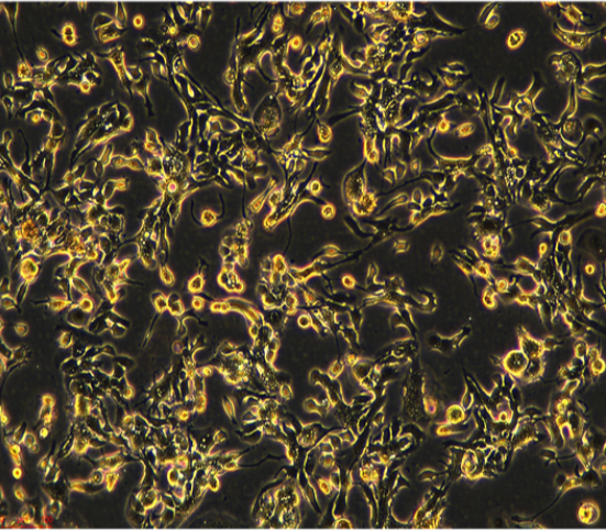 小鼠骨髓瘤細胞P3X63Ag8.653/LUC(帶熒光素酶),P3X63Ag8653/LUC